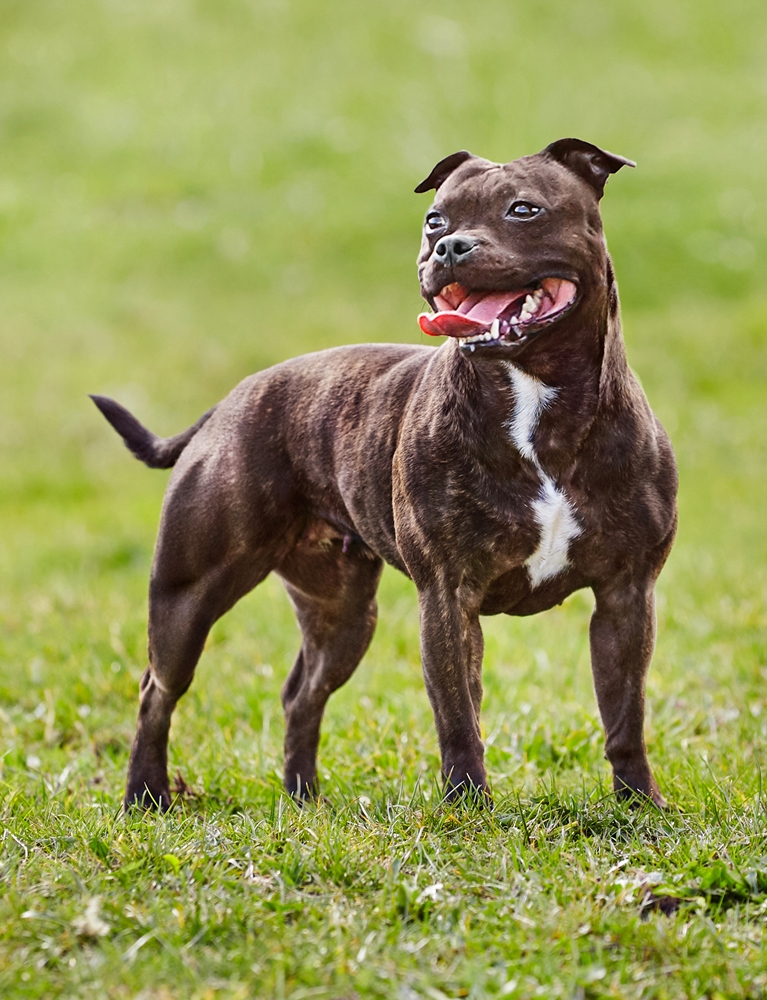 King staffordshire bull store terrier